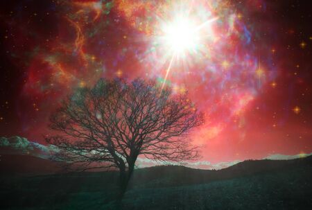 red alien landscape with alone tree over the night sky with many starsの写真素材