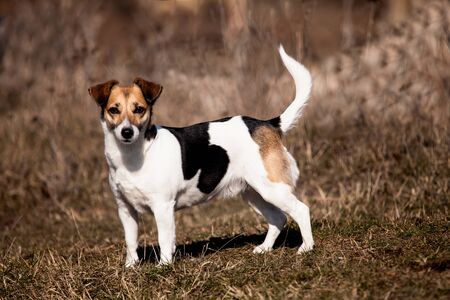 jack russles terrier in autumn meadowsの写真素材