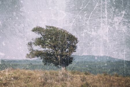Oak tree on a grungy backgroundの写真素材