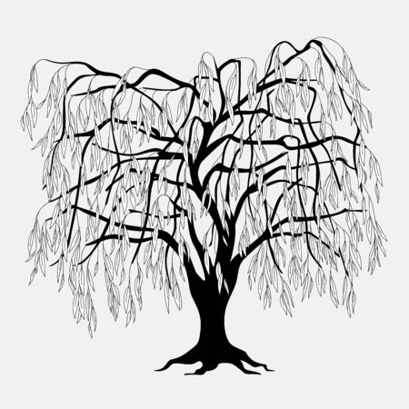 Black silhouette illustration willow tree with leaves. Icon tree isolated on white background.のイラスト素材