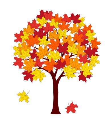 Cartoon maple tree with autumn leaves isolated on the white background.のイラスト素材
