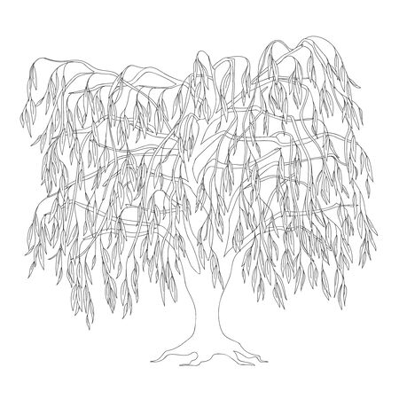 Outline illustration weeping willow with leaves and roots for adult or kid coloring book, tutorials.のイラスト素材