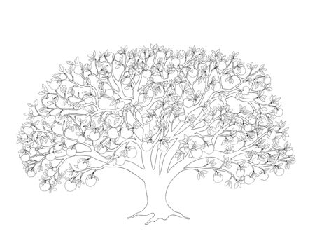 Outline illustration apple tree with leaves and apples for adult or kid coloring book, tutorials.のイラスト素材