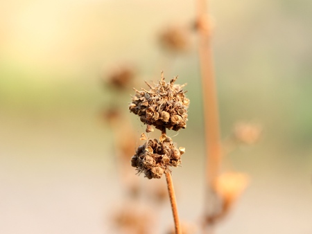 Dry flower.