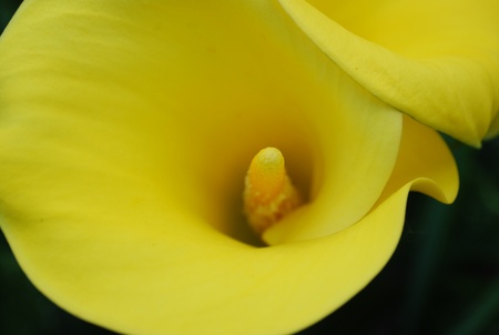 close up of yellow calla lillyの写真素材