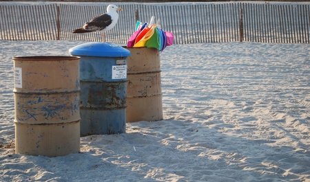 seagull on top of trash canの写真素材