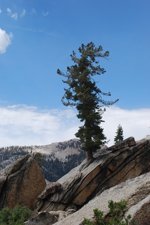 Lone Treeの写真素材