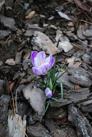 purple crocusの写真素材