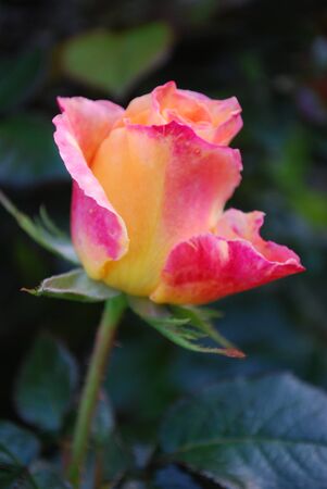 Pink and Yellow Roseの写真素材
