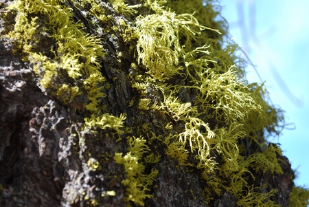 lichen on treeの写真素材