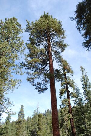 Lodgepole Pineの写真素材