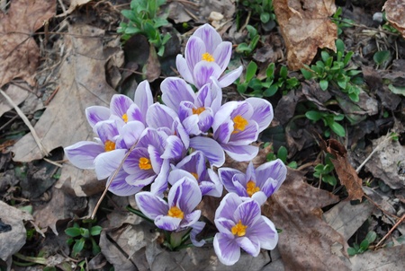 grouping of variegated crocusesの写真素材