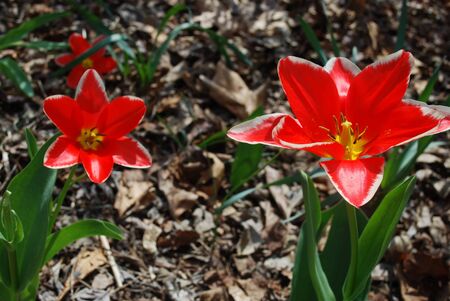 spring garden tulips, wide openの写真素材