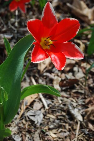 tulip, wide openの写真素材