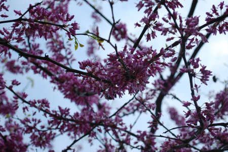 redbud tree blossoms