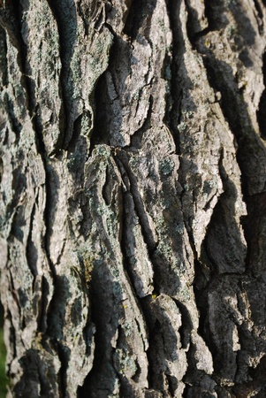 bark textureの写真素材