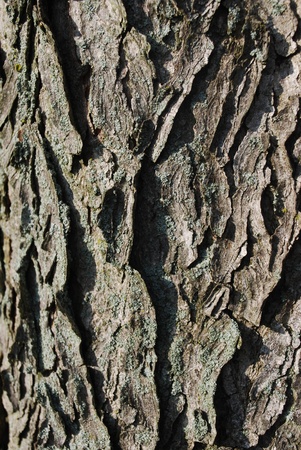 bark textureの写真素材