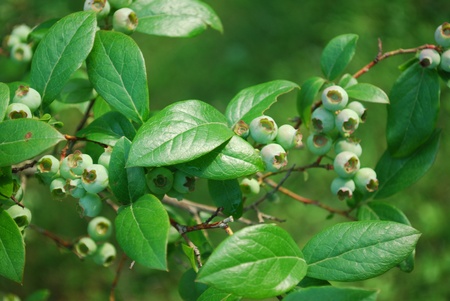 unripe blueberriesの写真素材