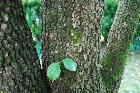 leaves on dogwood tree trunkの写真素材