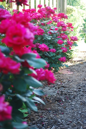 rose bush lined pathの写真素材
