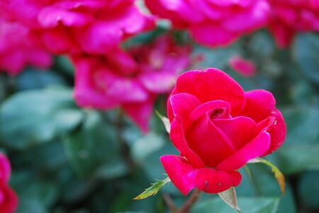 roses on bushの写真素材
