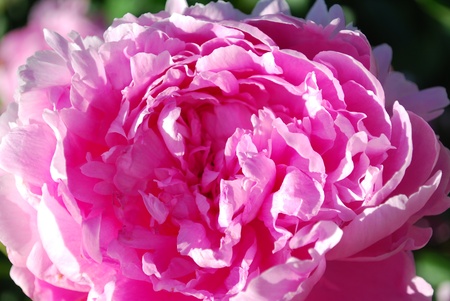 Pink Peony blossomの写真素材