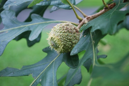 Mossy Cup Oak Acorn close upの写真素材