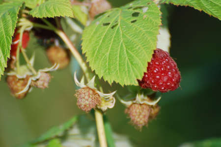 ripe red rasberry on the vine