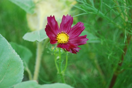 deep purple wildflowerの写真素材