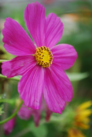purple wild flowerの写真素材