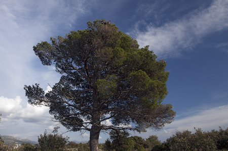 aleppo pine treeの写真素材