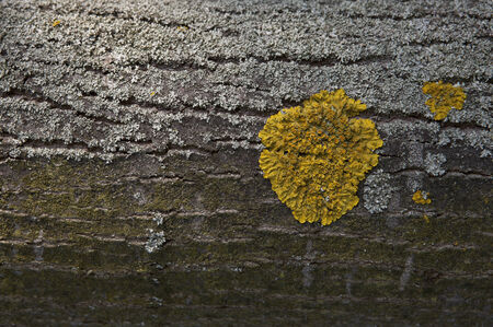 lichen on barkの写真素材