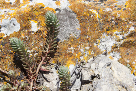 small succulent on lichen and rock backgroundの写真素材