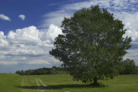 massive tree with dense crown and tiny human figure aside on a cloudy blue sky backgroundの写真素材