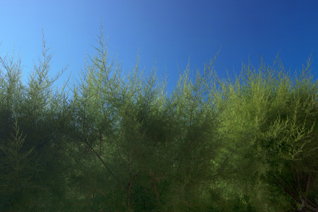 texture of tamarix tree branches on blue backgroundの写真素材