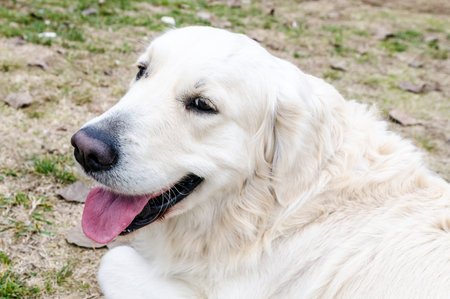 Labrador dog in the park siting and posing 