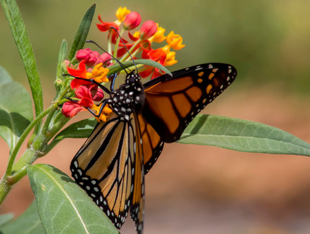 Monarch Butterfly displays wing detail while clinging to the Milkweed as it feeds.の写真素材
