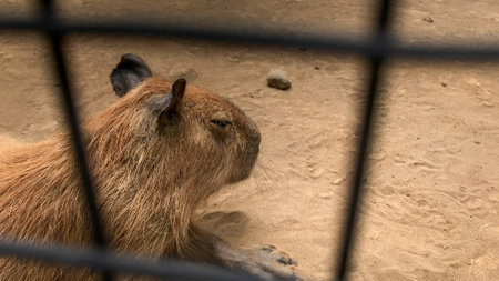 Capybara behind fence in dirt, suitable for nature or animal blogs, social media posts, educational materials, or wildlife presentations.の写真素材