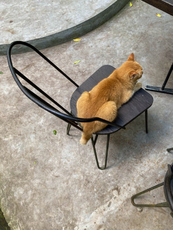 Cat on a chair outdoors. Perfect for pet blogs, social media posts, and marketing materials for animal related businesses. Cute and eye catching.の写真素材