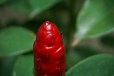 Red flower bud on a plant with green leaves suitable for botanical websites, nature blogs, gardening articles, or environmental designs.の写真素材