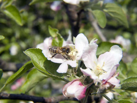 Bee on apple flower collecting polen closeup