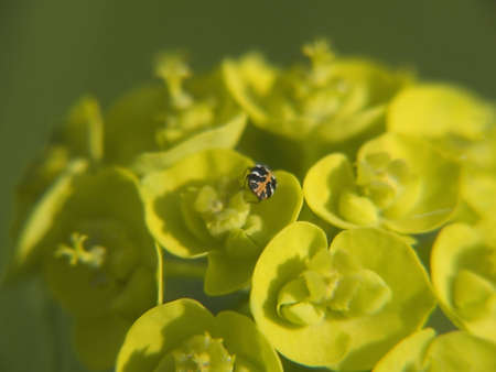bug on yellow flower closeup