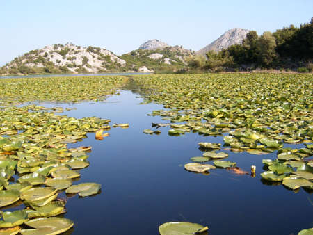 lake water lillyの写真素材