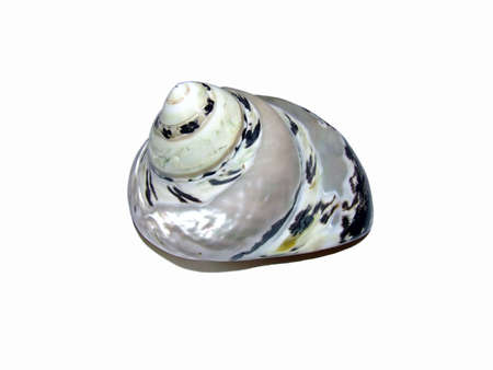 Sea snail house ornamentの写真素材