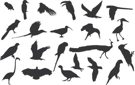 birdsのイラスト素材