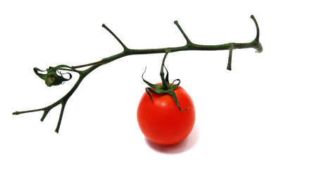 red juicy tomato with branch isolated on whiteの写真素材