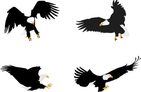 bald eagles illustrationのイラスト素材