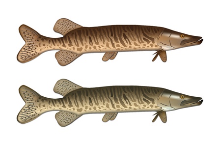 Pike detailed vector illustrationのイラスト素材