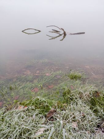 A branch floats through the fog in the water near the shore covered with morning frost. A gloomy and cold winter morning by the river.の写真素材