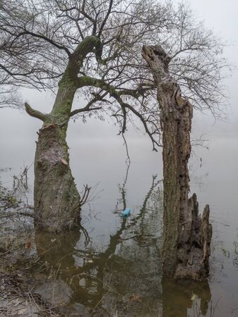 Two old willows towered over the water isolated on a gray-and-white mist that descended over the river.  Nature covered with frost and wrapped in a veil of mist in autumn.の写真素材